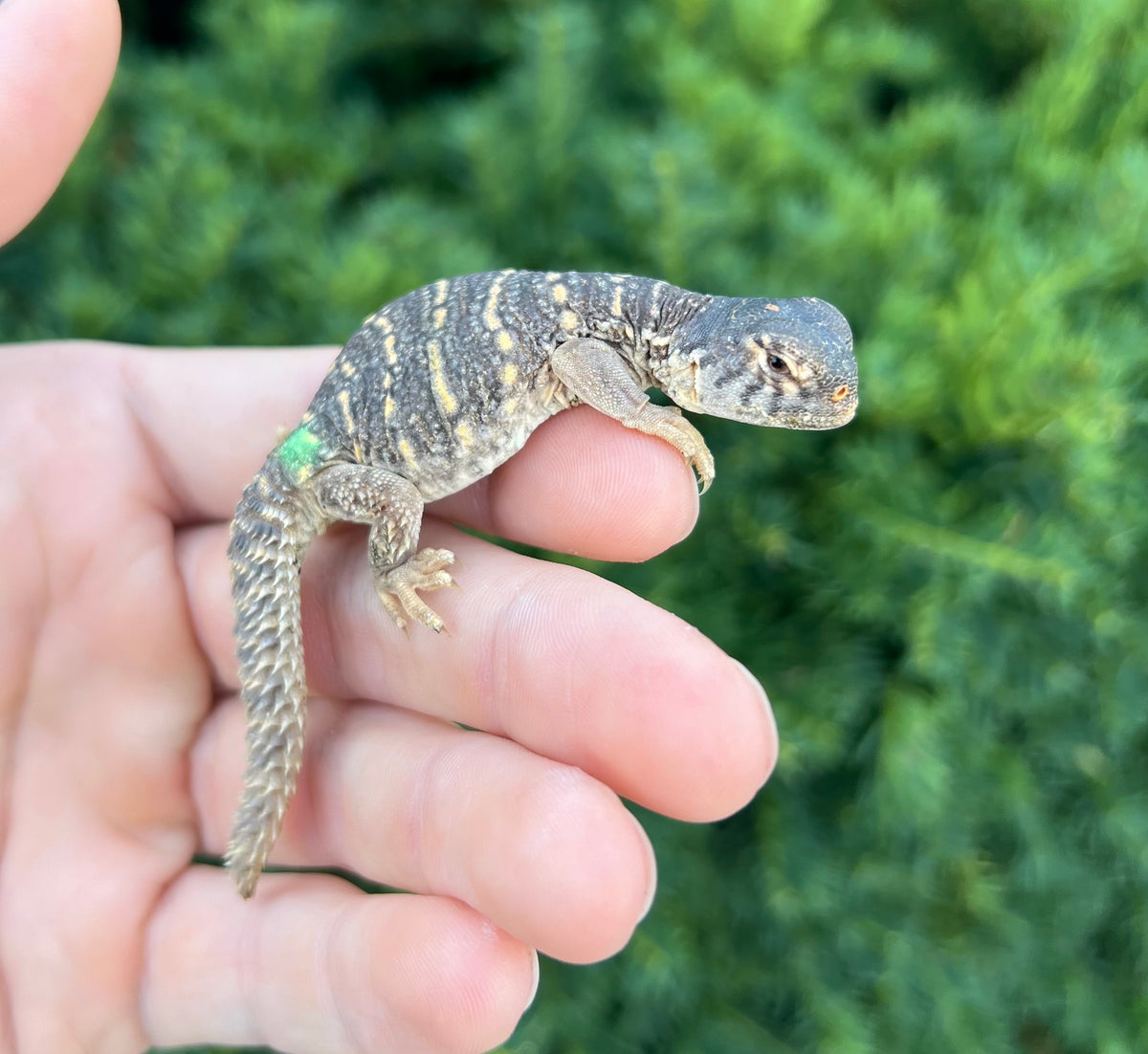 Baby Saudi Arabian Giant Uromastyx (2) – Scales and Tails of Ohio