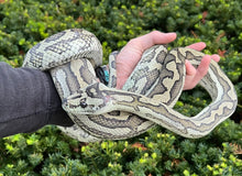 Load image into Gallery viewer, Adult Coastal x Jungle Carpet Python (Female)