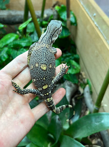 Baby Black Throat Monitor (2)