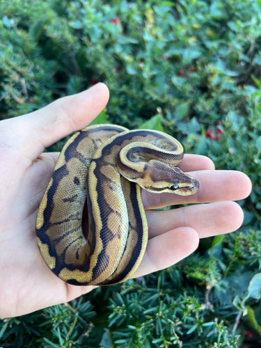 Baby Genetic Stripe Ball Python (Male)