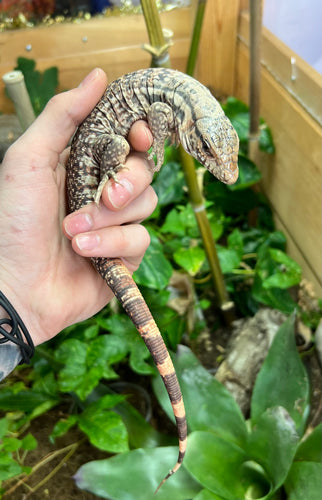 Small Red Tegu (1)