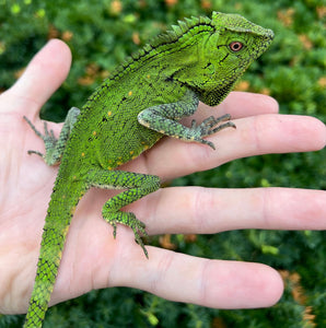 Doria’s Angle-Head Lizard (Pair 2)