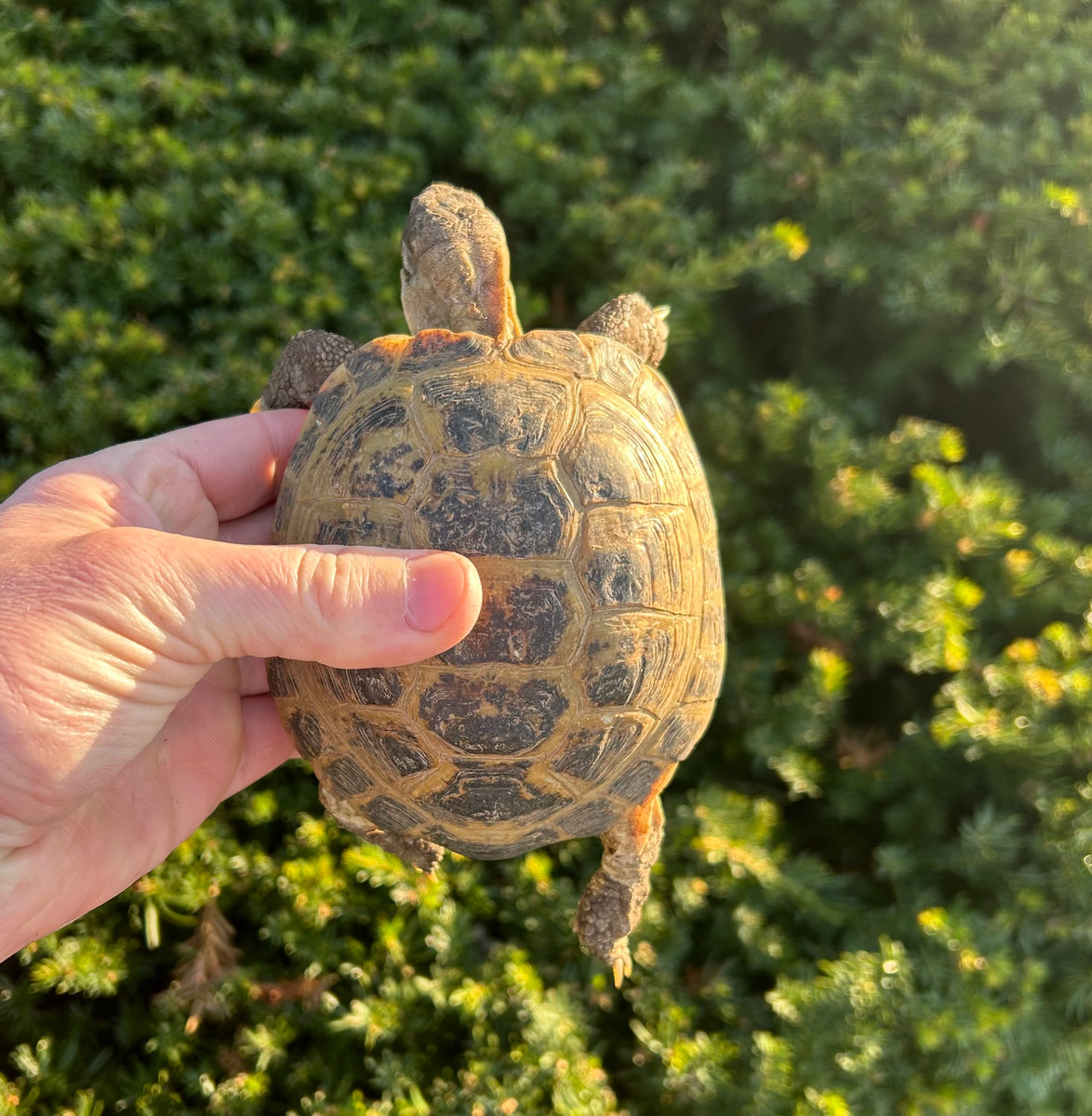 Adult Russian Tortoise (Male) – Scales and Tails of Ohio