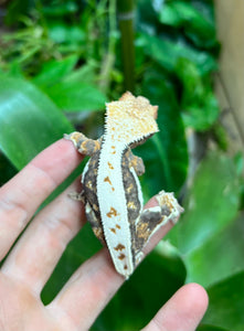 Adult Dark Based Tri-Color Lilly Crested Gecko (Male)