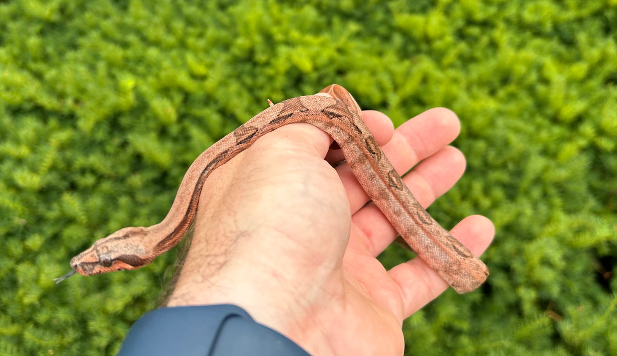 Baby Hypo Central American Boa (Male 2) – Scales and Tails of Ohio