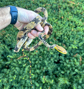 Adult Malaysian Dog-Toothed Cat Snake (Female 1)