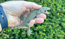 Load image into Gallery viewer, Adult ‘Patternless’ Tokay Gecko (Female 2)