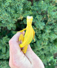 Load image into Gallery viewer, Baby Albino Iguana (1)