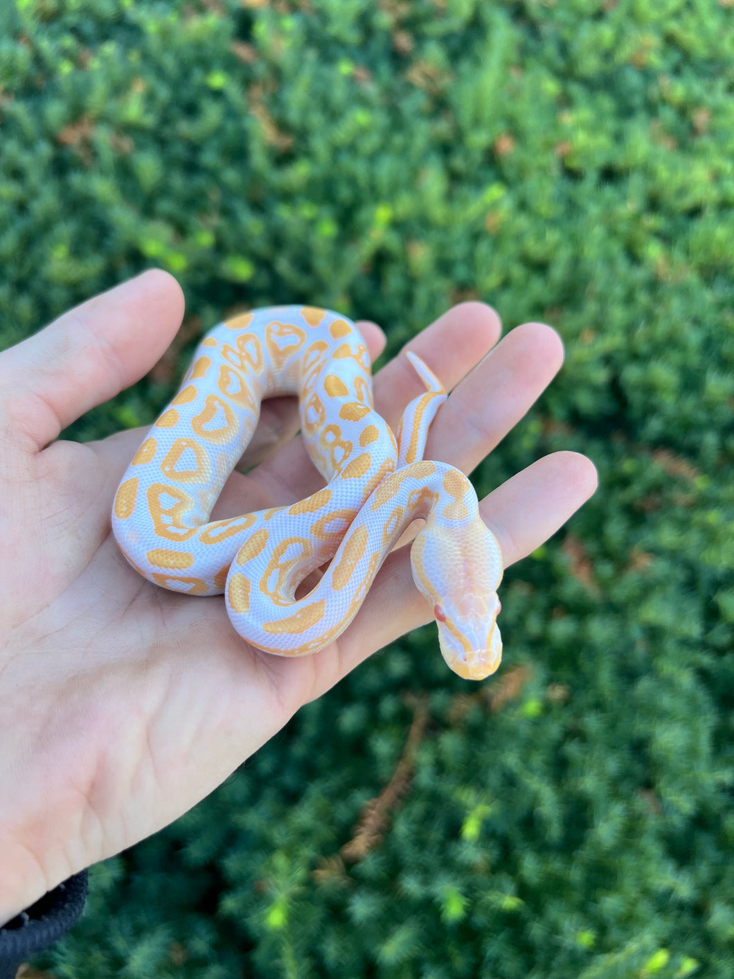 Baby Albino Black Pastel Ball Python