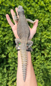 Sub-Adult Egyptian Uromastyx