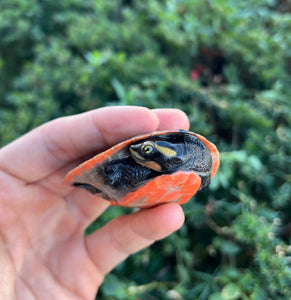 Pink-Bellied Sideneck Turtle