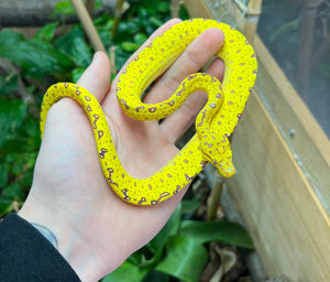 Baby Biak Green Tree Python (2)