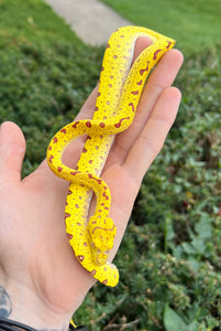 Baby Biak Green Tree Python (1)