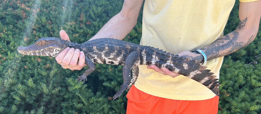 Juvenile Cuvier's Dwarf Caiman