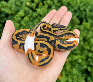 Baby Pied Ball Python (Male 1)