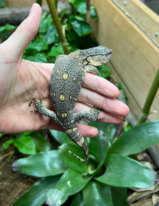 Baby Black Throat Monitor (4)