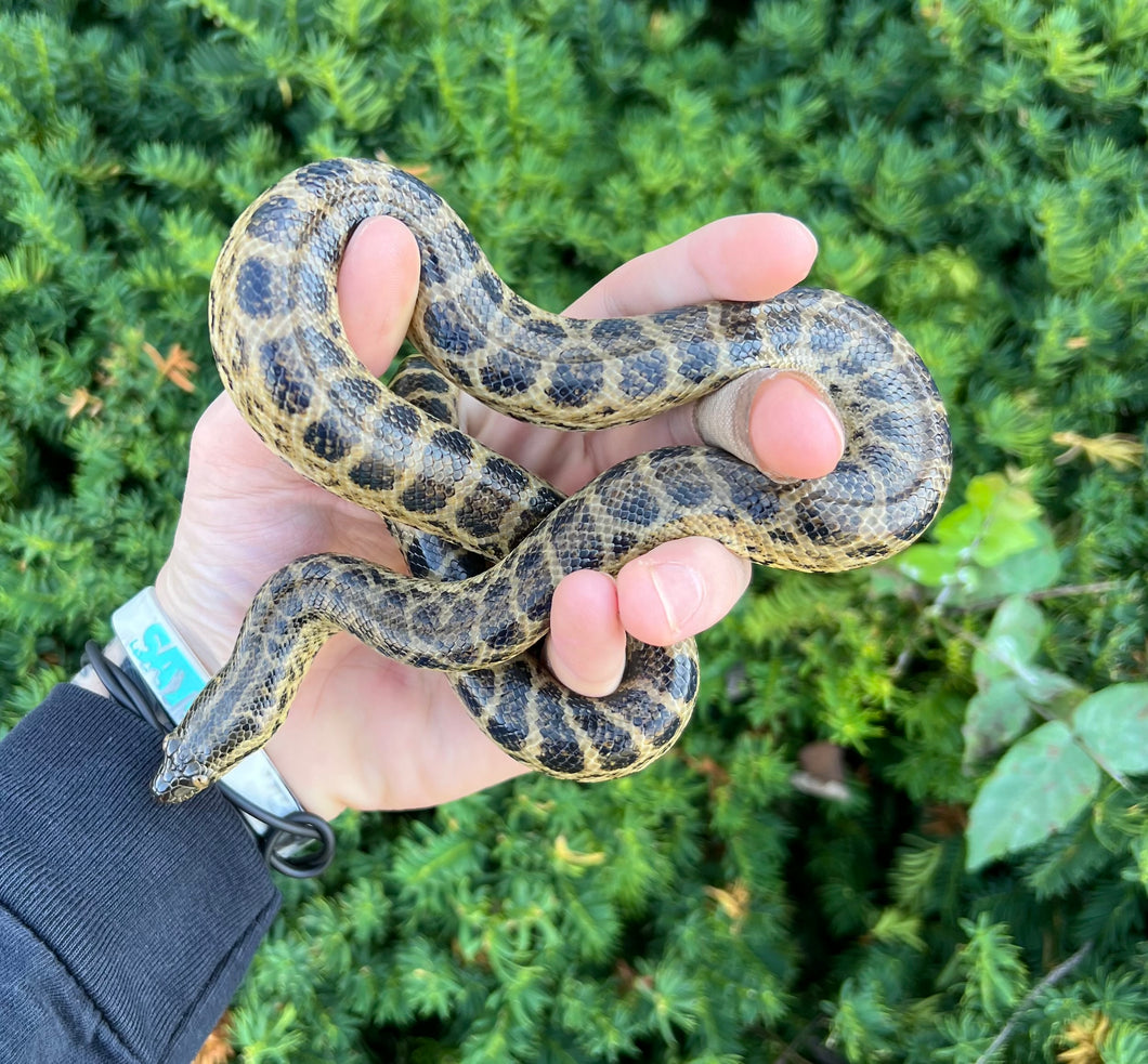 Baby Yellow Anaconda (Female 3)