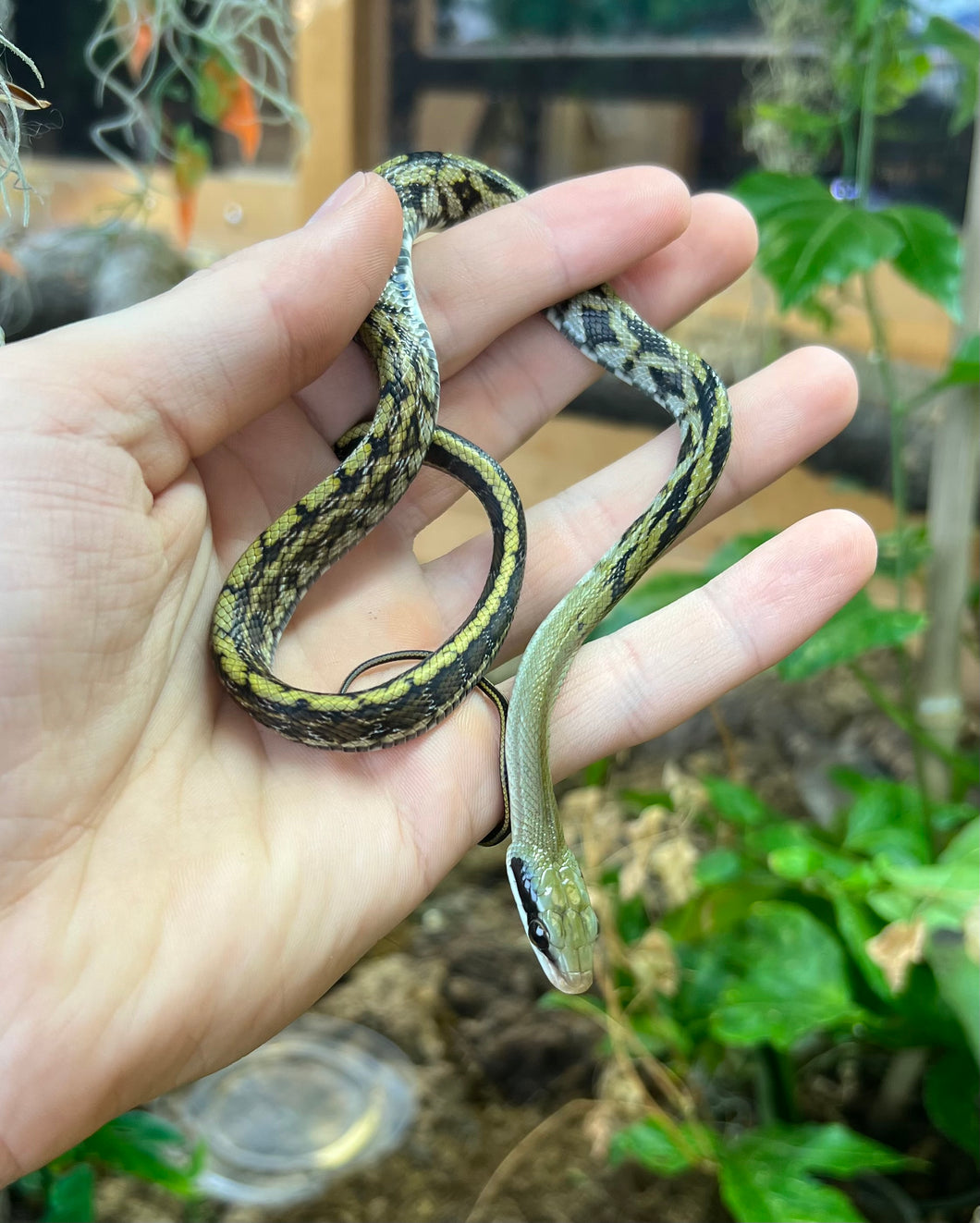 Baby Taiwan Beauty Ratsnake