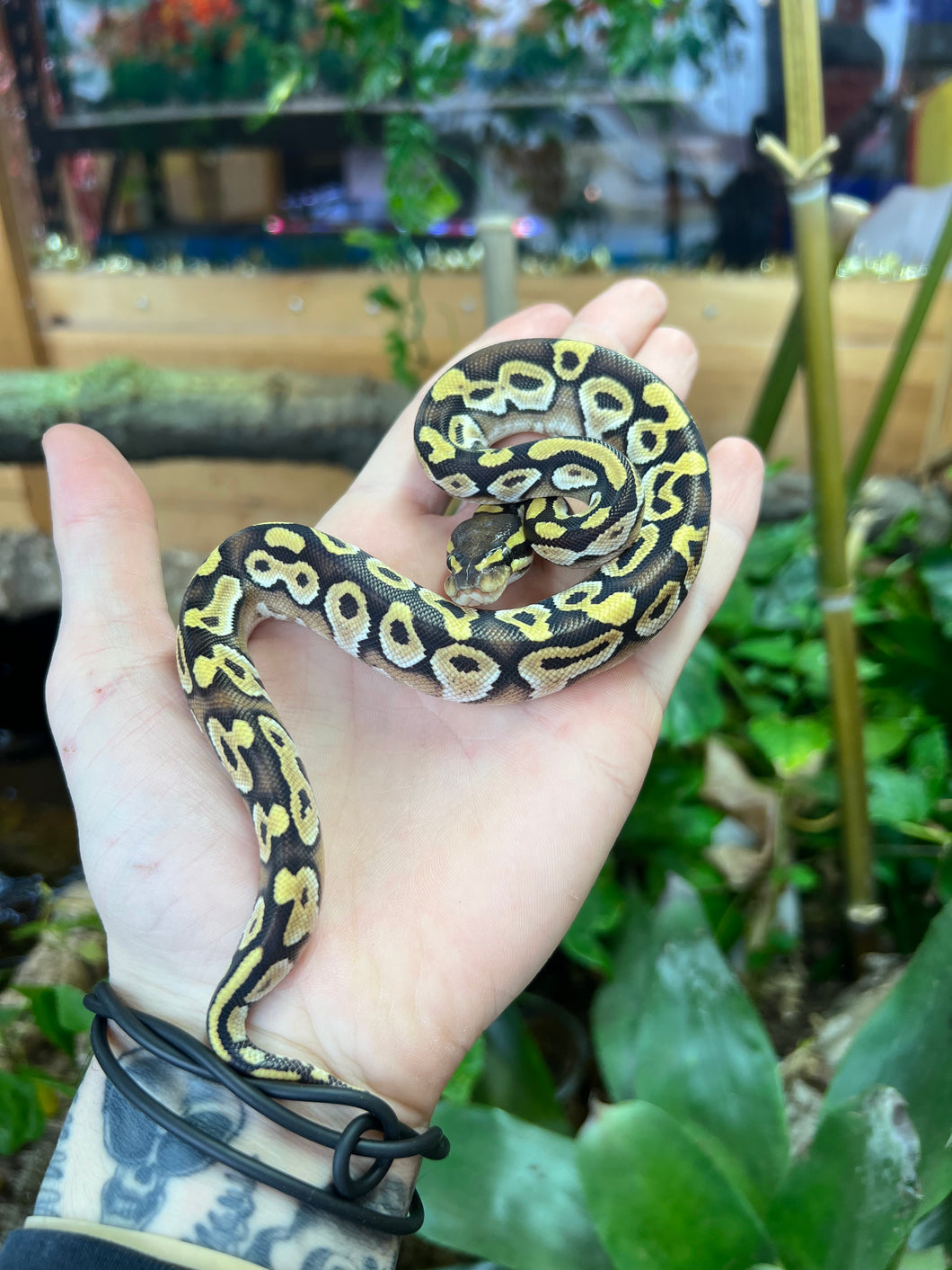 Baby Mojave Ball Python (Male)