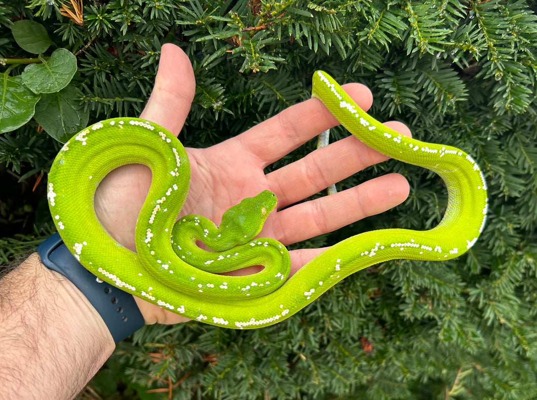 ‘Exceptional’ Adult Aru Green Tree Python (Male)