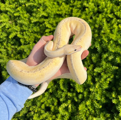 Adult Super Pastel Champagne Fire Ball Python (Male)