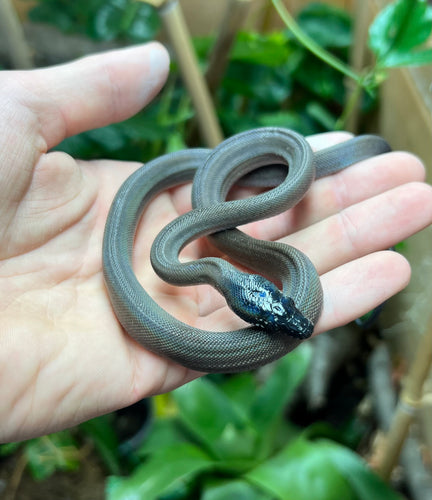 Baby Northern White-Lipped Python (Female)