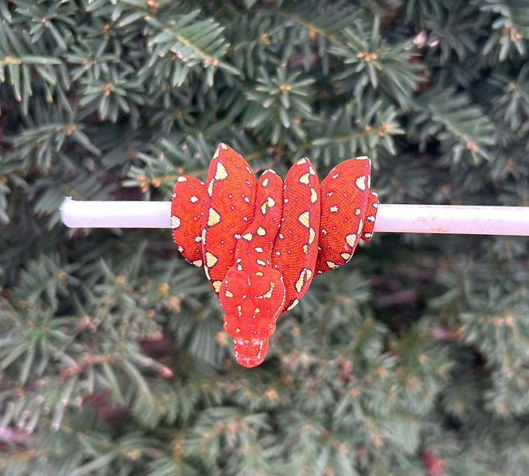 Baby Red/Maroon Biak Green Tree Python (1)