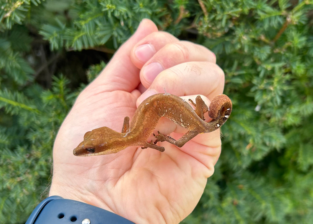 Adult Malaysian Cat Eyed Gecko (Male 3)