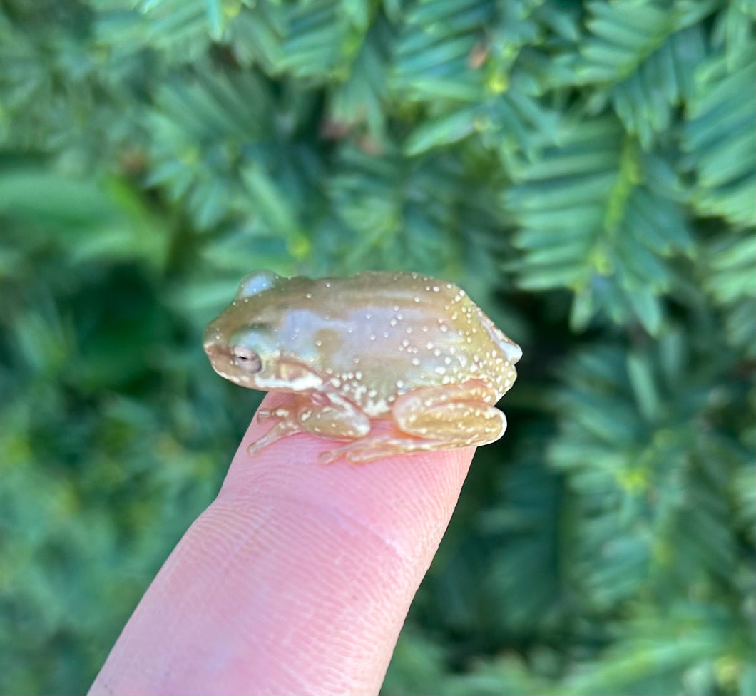 Baby Snowflake White’s Tree Frogs