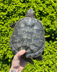 7” Snapping Turtle