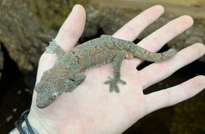 Adult Pine Island Chahoua Gecko (Pair)