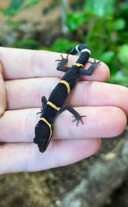 Adult Chinese Cave Gecko (Male 3)