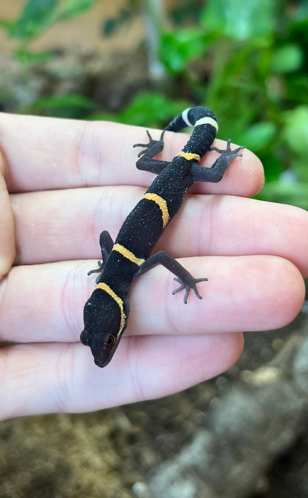 Adult Chinese Cave Gecko (Male 3)