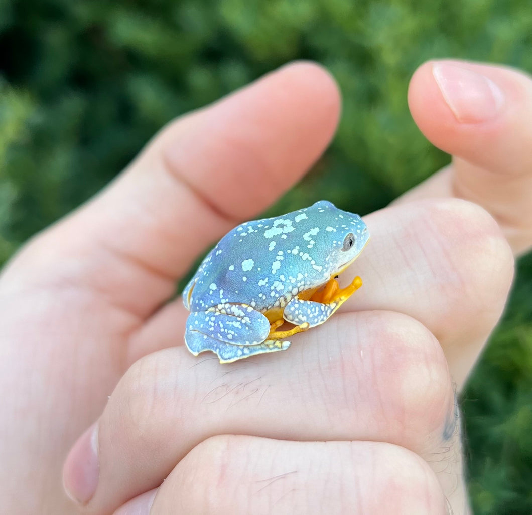 Fringed Leaf Frog