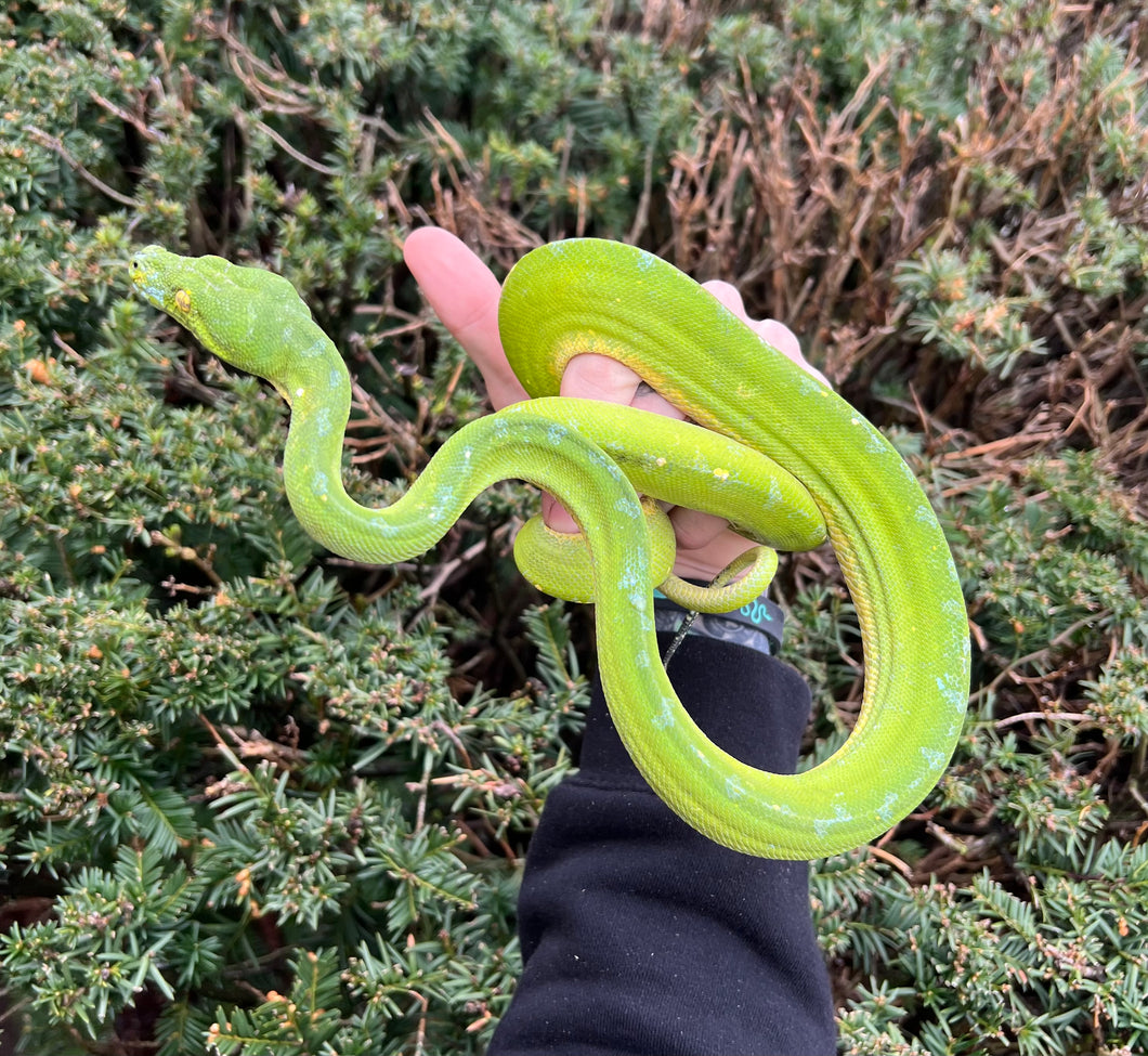 Adult Sorong Green Tree Python (Male)