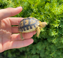 Load image into Gallery viewer, Baby Leopard Tortoise