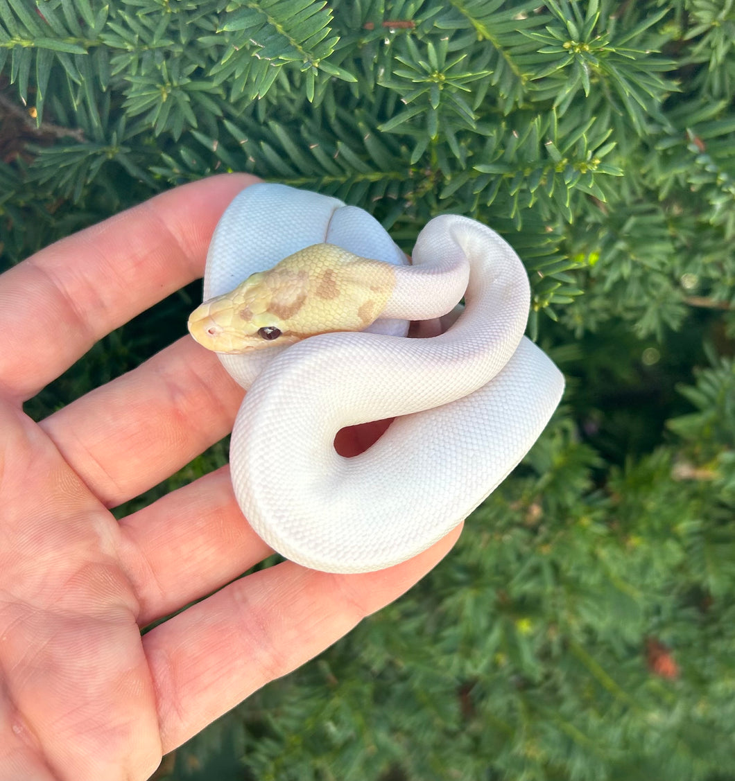 Baby Banana Pastel Spider ‘High-White’ Pied Ball Python (Male 1)