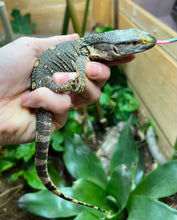 Load image into Gallery viewer, Baby Black Throat Monitor (4)