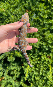 1.1 Adult Tokay Gecko (Pair 2)