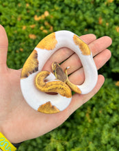 Load image into Gallery viewer, Baby Pastel Pinstripe Pied Ball Python (Female 1)