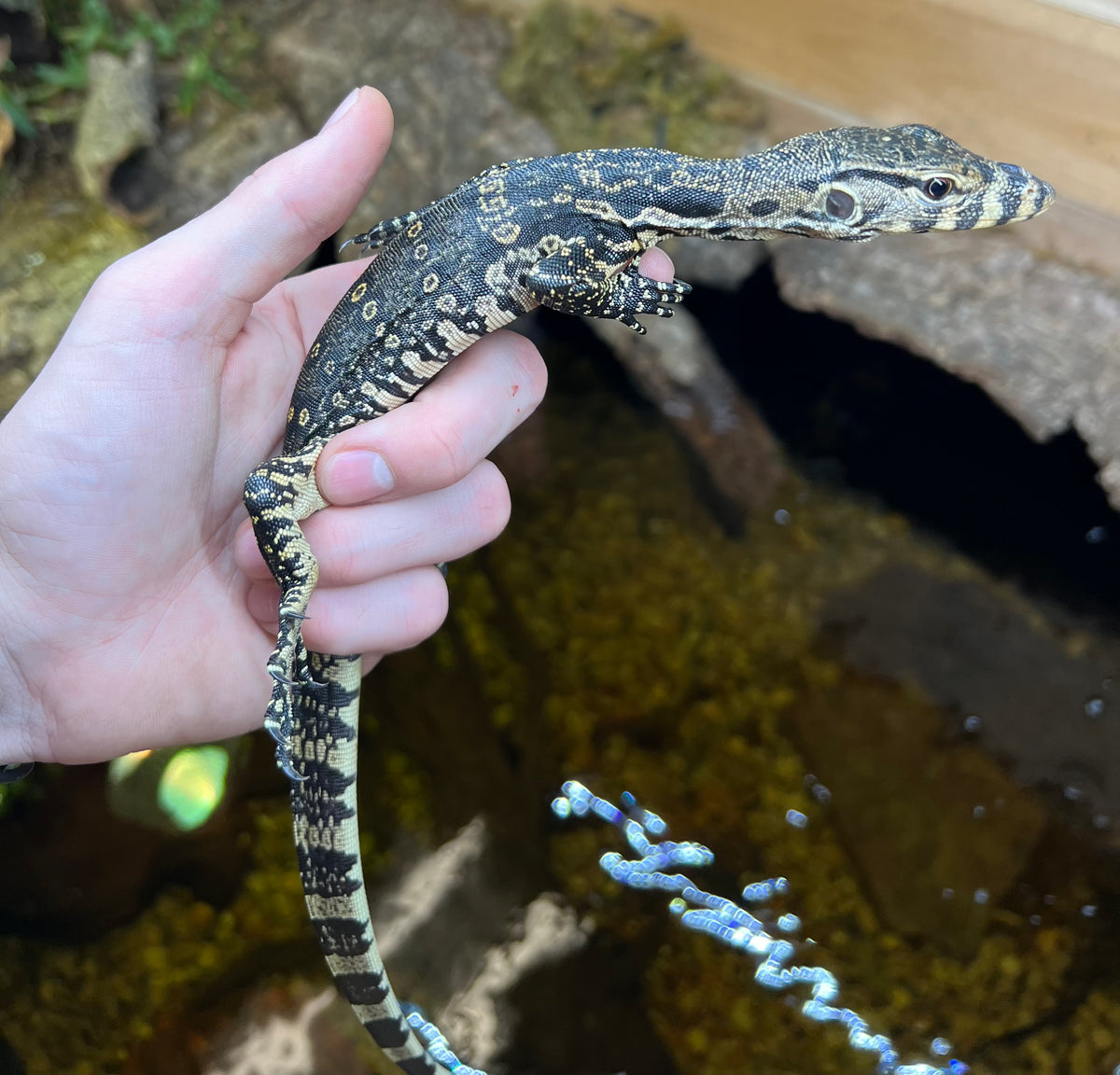 Juvenile Asian Water Monitor (14”-18”) – Scales and Tails of Ohio