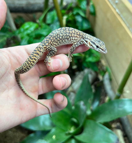 Juvenile Red Ackie Monitor