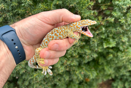 Adult Tokay Gecko (Female)