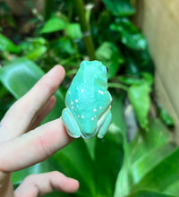 Load image into Gallery viewer, Sub-Adult Mexican Leaf Frog