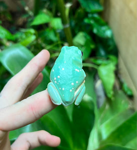 Sub-Adult Mexican Leaf Frog