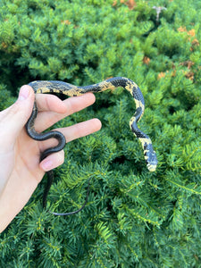 Baby Tiger Ratsnake (Female 1)