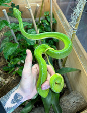 Load image into Gallery viewer, Adult Jayapura Green Tree Python (Male)