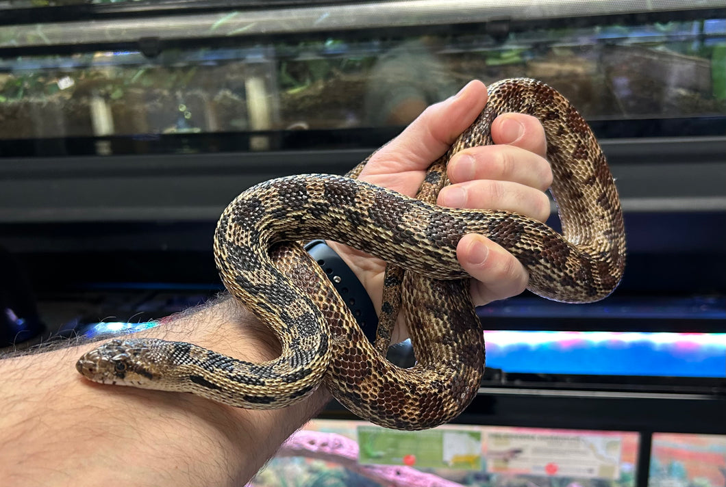 Adult Gopher Snake (Male)