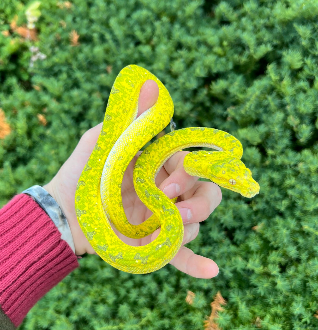 Juvenile Biak Green Tree Python (Female)