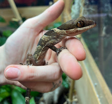 Load image into Gallery viewer, Adult Bent-Toed Gecko (Female)